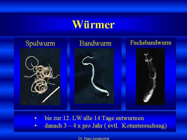 Würmer Spulwurm • • Bandwurm Fuchsbandwurm bis zur 12. LW alle 14 Tage entwurmen