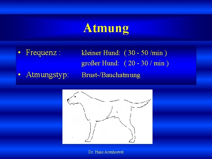 Atmung • Frequenz : kleiner Hund: ( 30 50 /min ) großer Hund: (