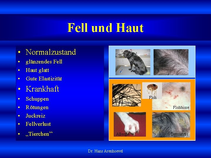 Fell und Haut • Normalzustand • glänzendes Fell • Haut glatt • Gute Elastizität