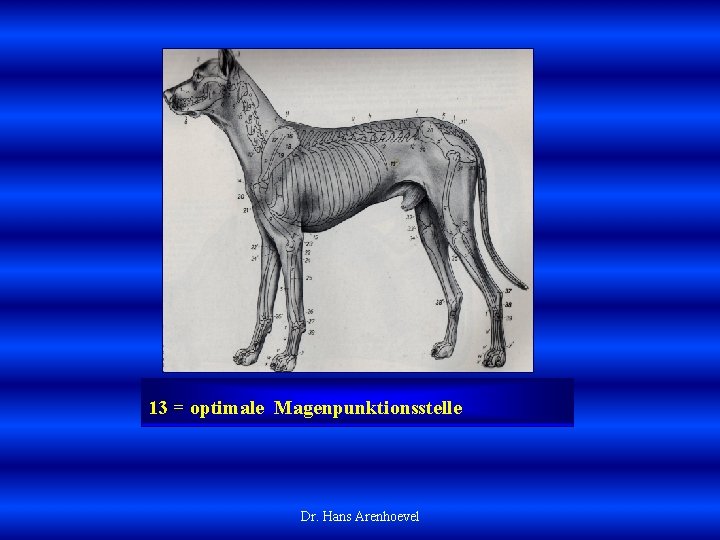 13 = optimale Magenpunktionsstelle Dr. Hans Arenhoevel 