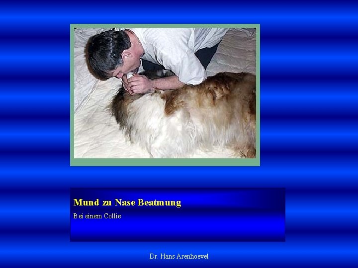 Mund zu Nase Beatmung Bei einem Collie Dr. Hans Arenhoevel 