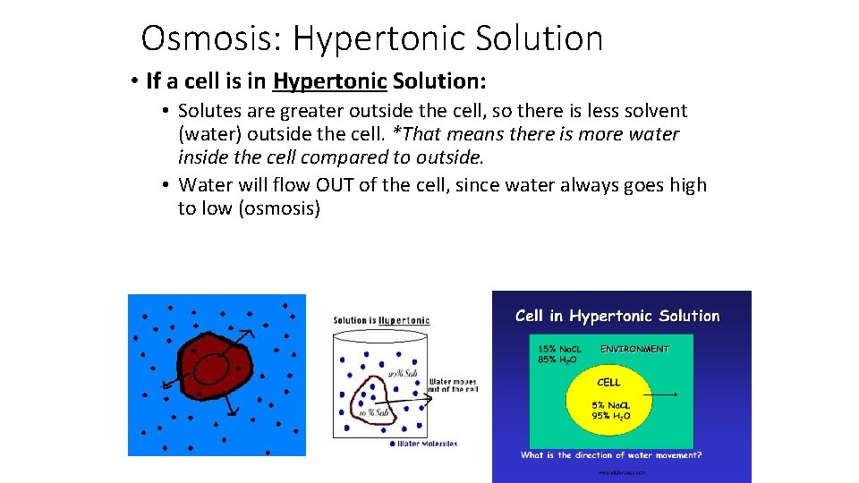 Osmosis: Hypertonic Solution • If a cell is in Hypertonic Solution: • Solutes are