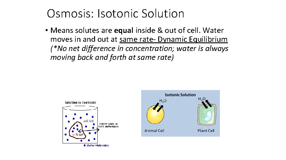 Osmosis: Isotonic Solution • Means solutes are equal inside & out of cell. Water