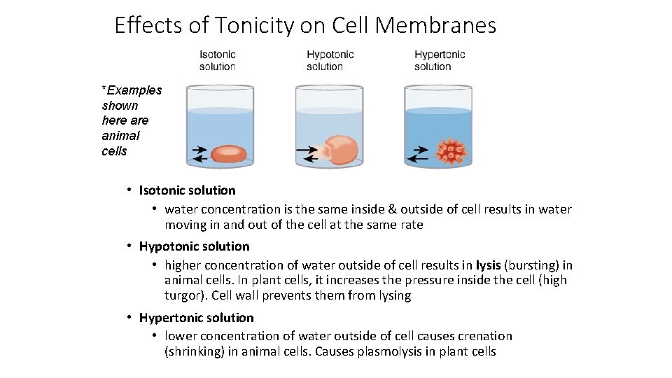 Effects of Tonicity on Cell Membranes *Examples shown here animal cells • Isotonic solution