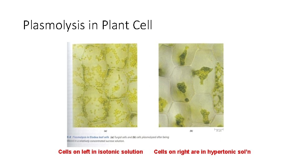Plasmolysis in Plant Cells on left in isotonic solution Cells on right are in