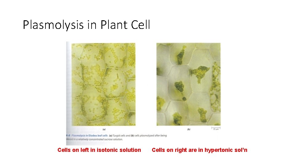 Plasmolysis in Plant Cells on left in isotonic solution Cells on right are in