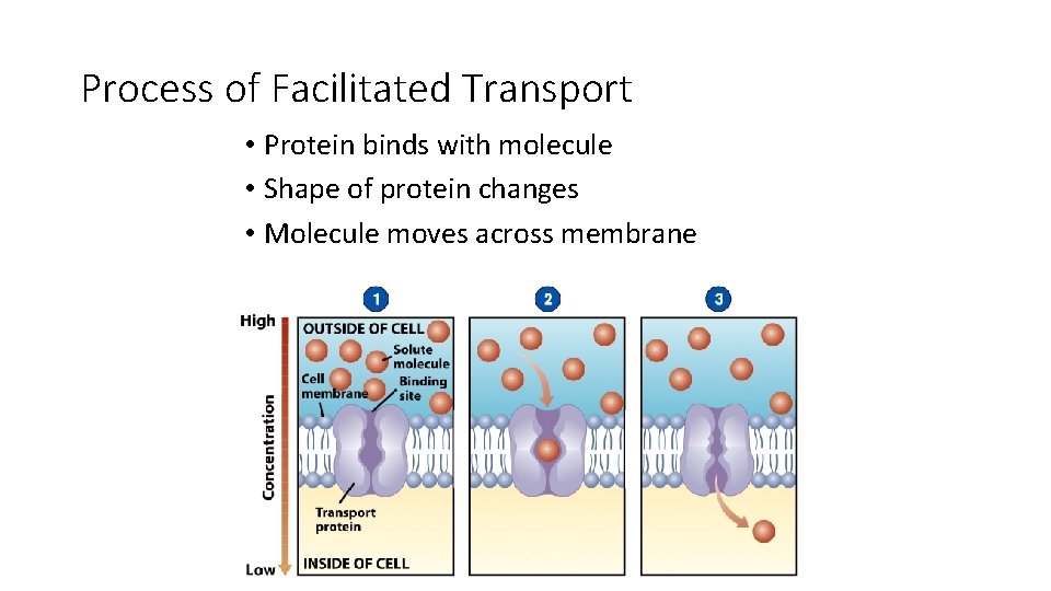 Process of Facilitated Transport • Protein binds with molecule • Shape of protein changes