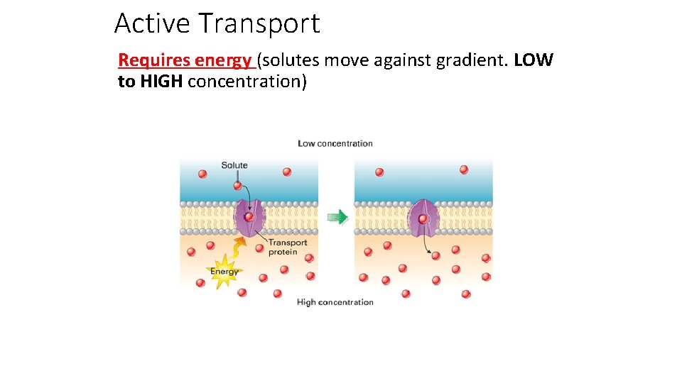 Active Transport Requires energy (solutes move against gradient. LOW to HIGH concentration) 