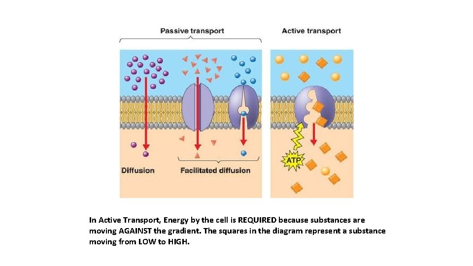 In Active Transport, Energy by the cell is REQUIRED because substances are moving AGAINST
