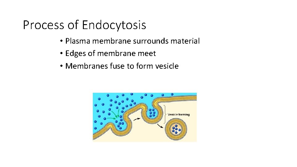 Process of Endocytosis • Plasma membrane surrounds material • Edges of membrane meet •
