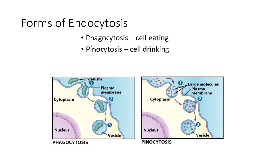 Forms of Endocytosis • Phagocytosis – cell eating • Pinocytosis – cell drinking 