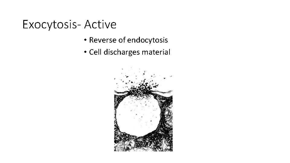Exocytosis- Active • Reverse of endocytosis • Cell discharges material 