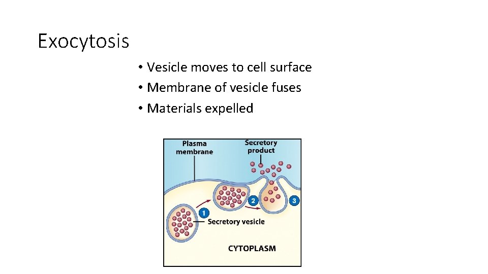 Exocytosis • Vesicle moves to cell surface • Membrane of vesicle fuses • Materials