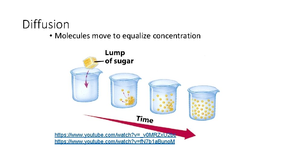 Diffusion • Molecules move to equalize concentration https: //www. youtube. com/watch? v=_v 0 MRZx.