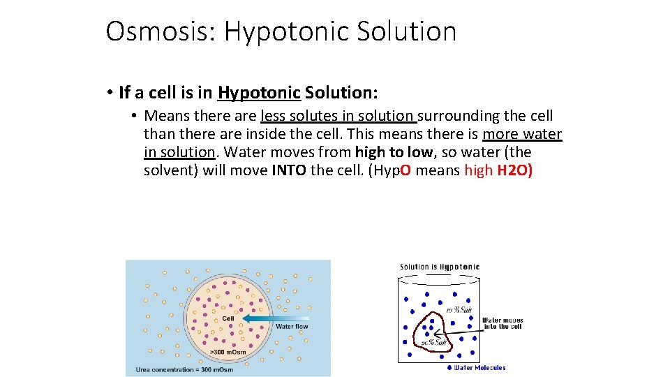 Osmosis: Hypotonic Solution • If a cell is in Hypotonic Solution: • Means there