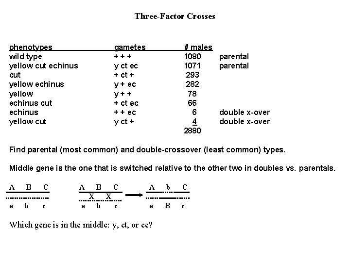 Three-Factor Crosses phenotypes wild type yellow cut echinus cut yellow echinus cut echinus yellow