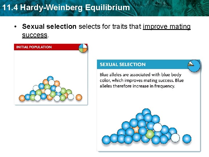 11. 4 Hardy-Weinberg Equilibrium • Sexual selection selects for traits that improve mating success.