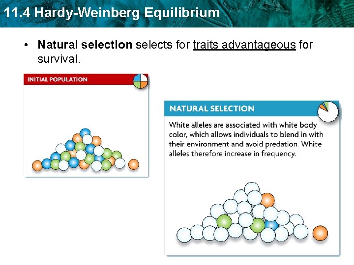 11. 4 Hardy-Weinberg Equilibrium • Natural selection selects for traits advantageous for survival. 