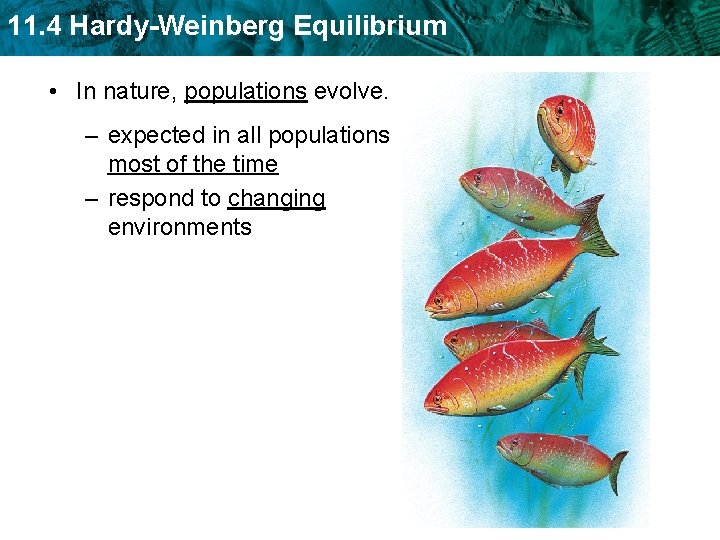 11. 4 Hardy-Weinberg Equilibrium • In nature, populations evolve. – expected in all populations