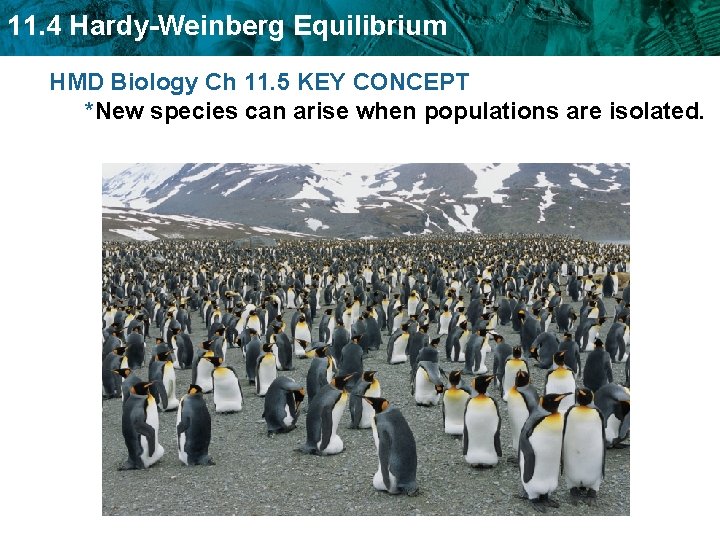 11. 4 Hardy-Weinberg Equilibrium HMD Biology Ch 11. 5 KEY CONCEPT *New species can