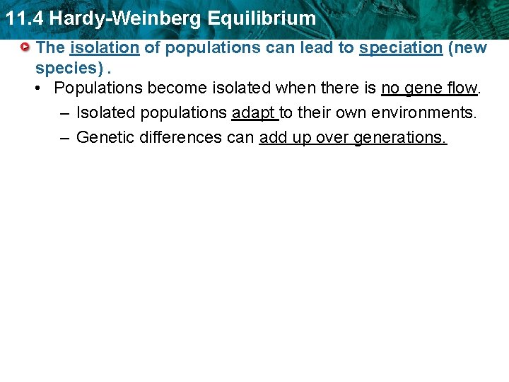 11. 4 Hardy-Weinberg Equilibrium The isolation of populations can lead to speciation (new species).