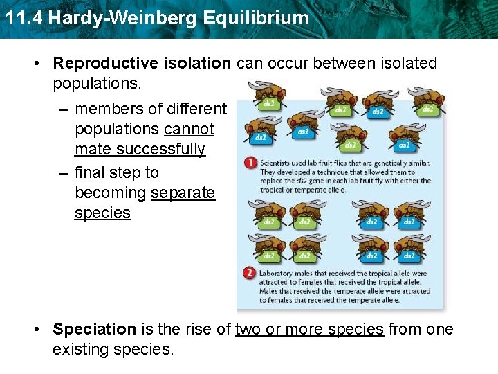 11. 4 Hardy-Weinberg Equilibrium • Reproductive isolation can occur between isolated populations. – members