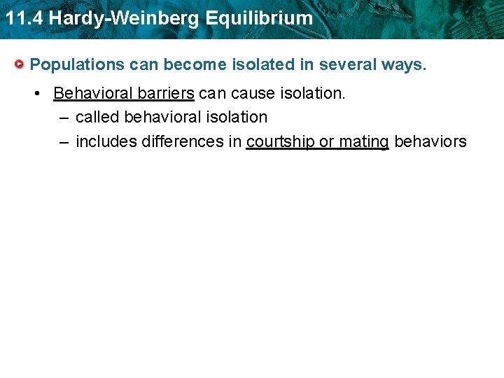 11. 4 Hardy-Weinberg Equilibrium Populations can become isolated in several ways. • Behavioral barriers