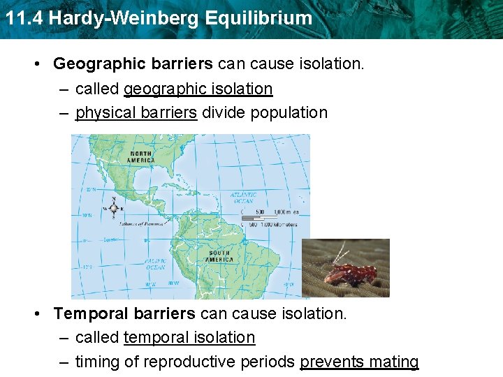 11. 4 Hardy-Weinberg Equilibrium • Geographic barriers can cause isolation. – called geographic isolation