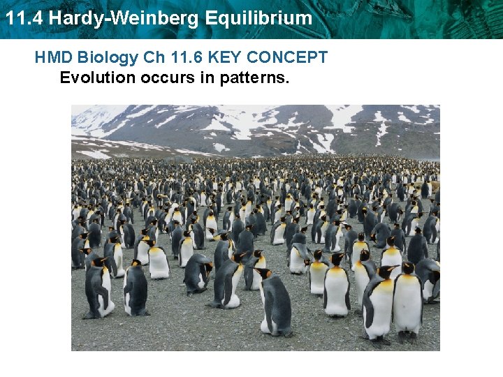 11. 4 Hardy-Weinberg Equilibrium HMD Biology Ch 11. 6 KEY CONCEPT Evolution occurs in