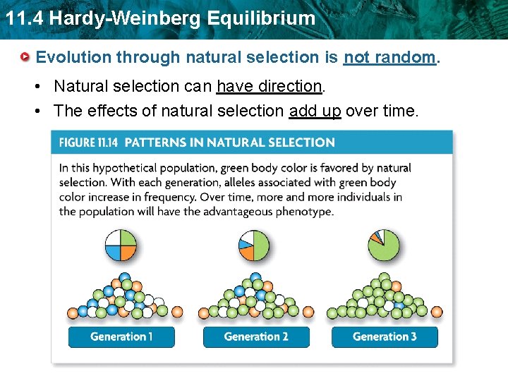 11. 4 Hardy-Weinberg Equilibrium Evolution through natural selection is not random. • Natural selection