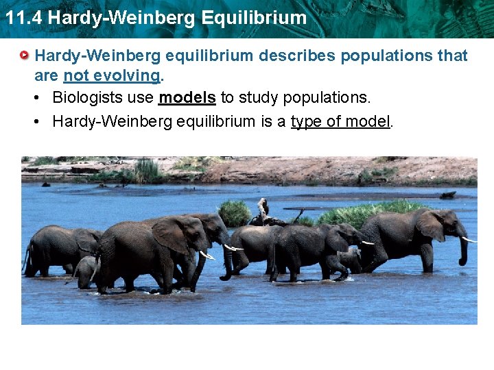 11. 4 Hardy-Weinberg Equilibrium Hardy-Weinberg equilibrium describes populations that are not evolving. • Biologists