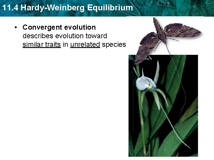 11. 4 Hardy-Weinberg Equilibrium • Convergent evolution describes evolution toward similar traits in unrelated