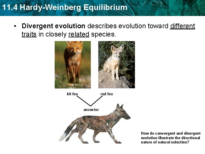 11. 4 Hardy-Weinberg Equilibrium • Divergent evolution describes evolution toward different traits in closely