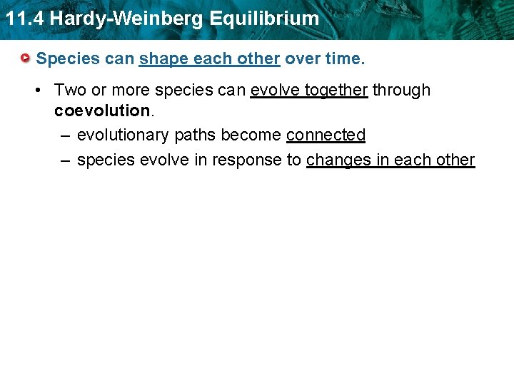 11. 4 Hardy-Weinberg Equilibrium Species can shape each other over time. • Two or