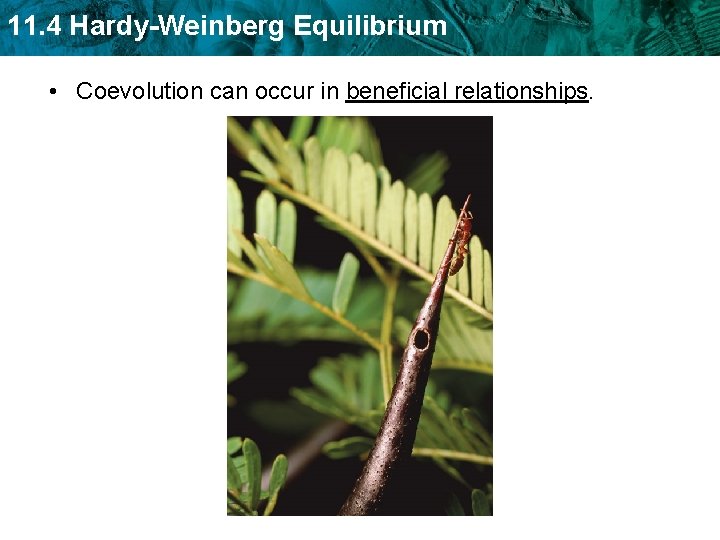 11. 4 Hardy-Weinberg Equilibrium • Coevolution can occur in beneficial relationships. 