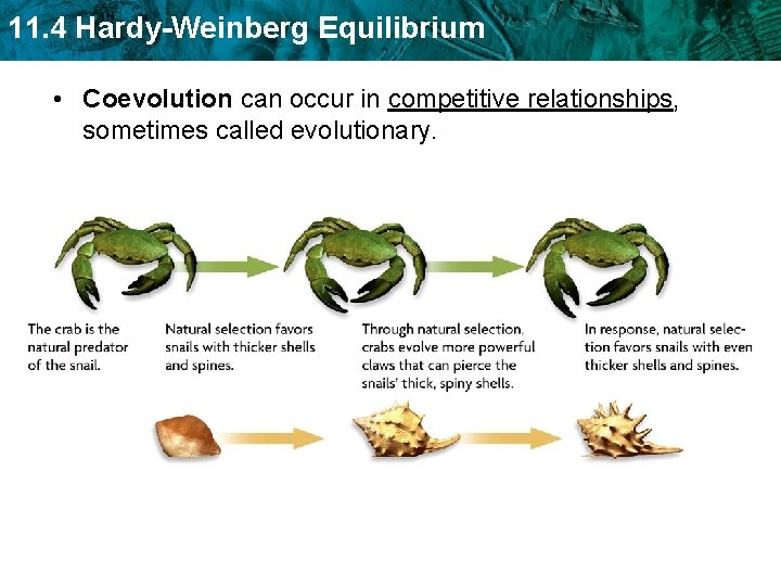 11. 4 Hardy-Weinberg Equilibrium • Coevolution can occur in competitive relationships, sometimes called evolutionary.