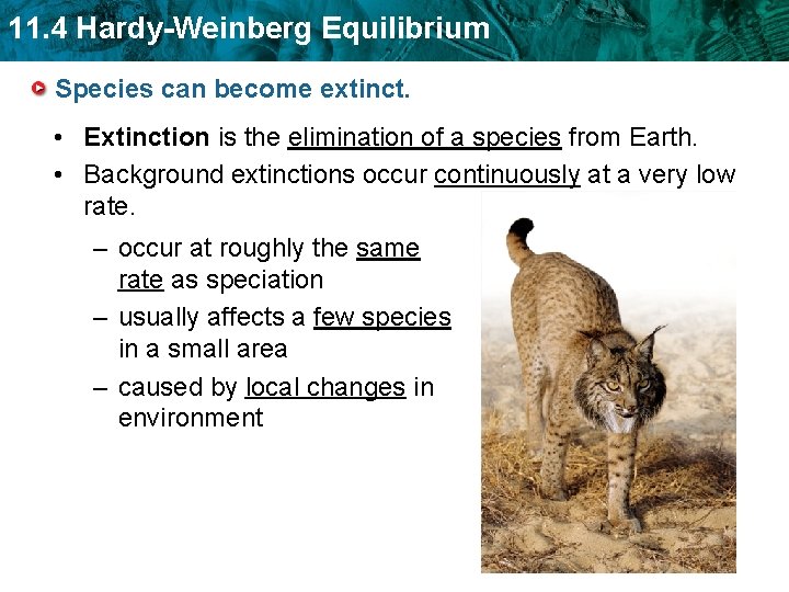 11. 4 Hardy-Weinberg Equilibrium Species can become extinct. • Extinction is the elimination of