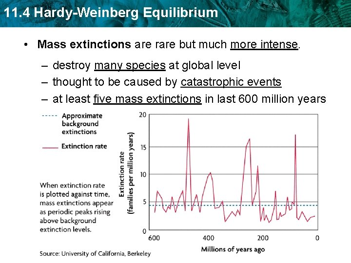 11. 4 Hardy-Weinberg Equilibrium • Mass extinctions are rare but much more intense. –