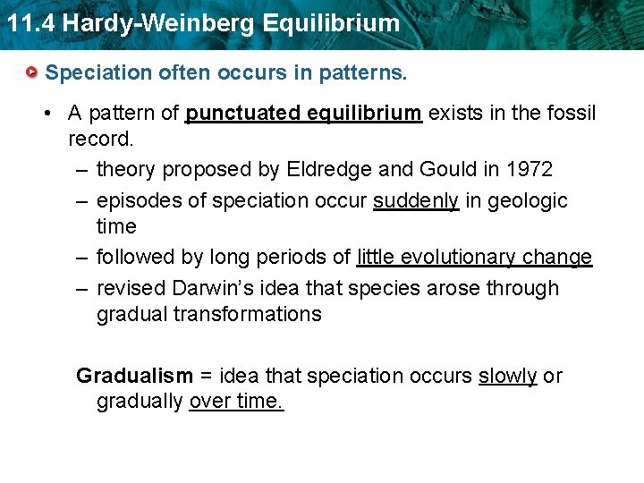 11. 4 Hardy-Weinberg Equilibrium Speciation often occurs in patterns. • A pattern of punctuated