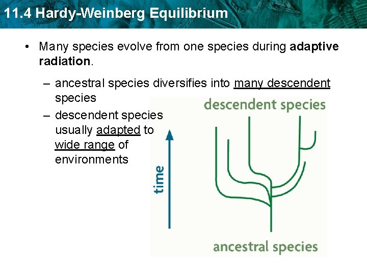 11. 4 Hardy-Weinberg Equilibrium • Many species evolve from one species during adaptive radiation.