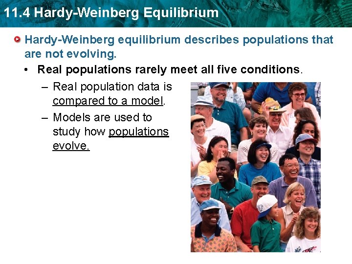 11. 4 Hardy-Weinberg Equilibrium Hardy-Weinberg equilibrium describes populations that are not evolving. • Real