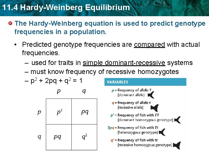 11. 4 Hardy-Weinberg Equilibrium The Hardy-Weinberg equation is used to predict genotype frequencies in