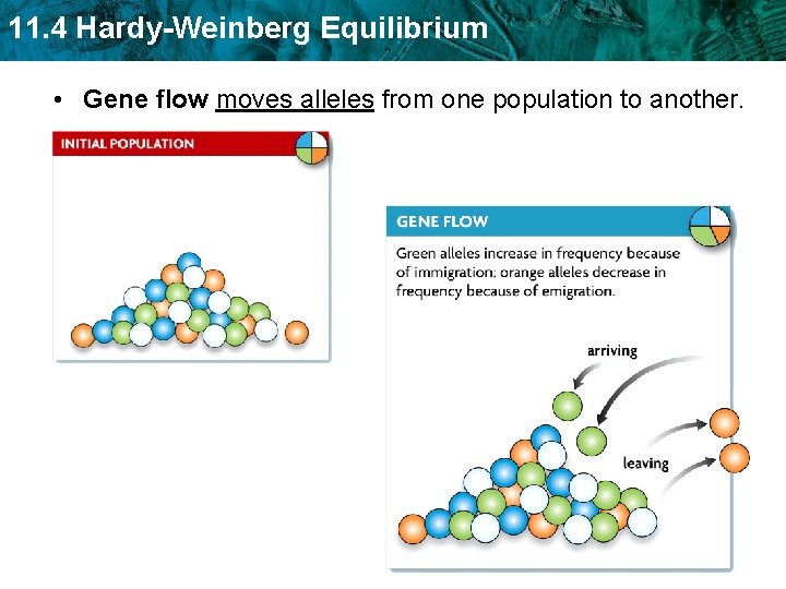 11. 4 Hardy-Weinberg Equilibrium • Gene flow moves alleles from one population to another.