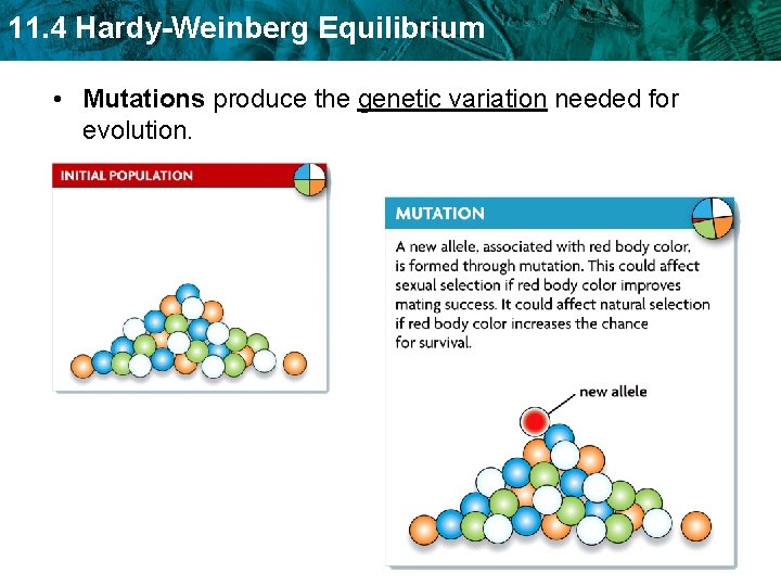 11. 4 Hardy-Weinberg Equilibrium • Mutations produce the genetic variation needed for evolution. 