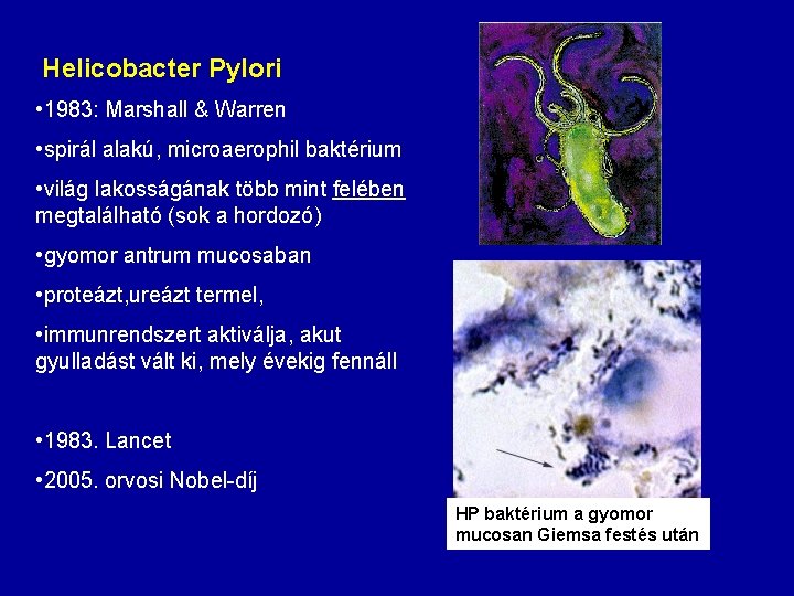 Helicobacter Pylori • 1983: Marshall & Warren • spirál alakú, microaerophil baktérium • világ
