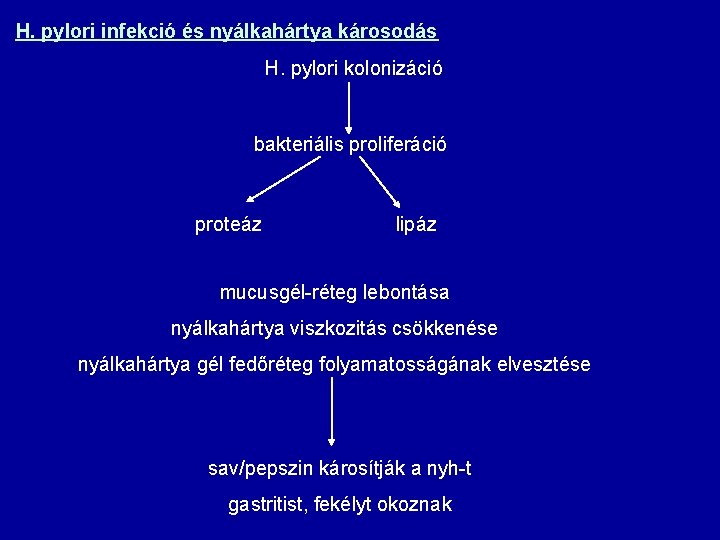 H. pylori infekció és nyálkahártya károsodás H. pylori kolonizáció bakteriális proliferáció proteáz lipáz mucusgél-réteg