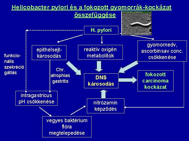 Helicobacter pylori és a fokozott gyomorrák-kockázat összefüggése H. pylori funkcionális szekréció gátlás epithelsejtkárosodás reaktív