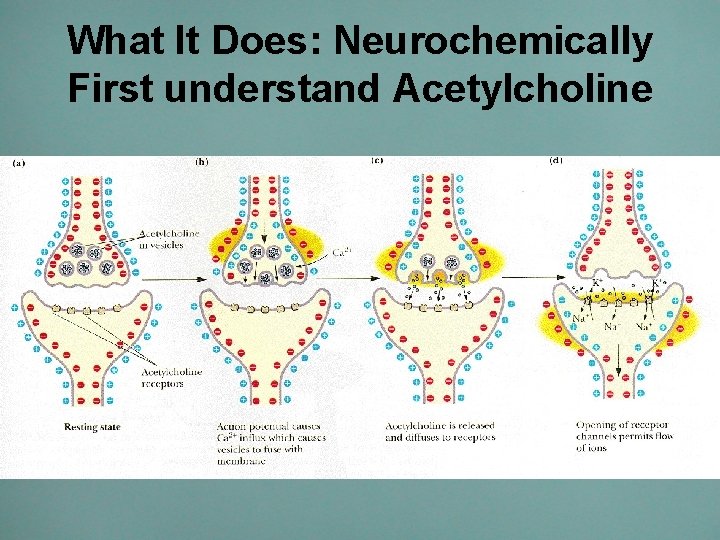 What It Does: Neurochemically First understand Acetylcholine • C 