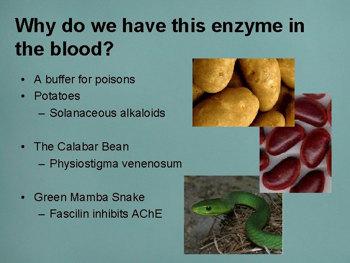 Why do we have this enzyme in the blood? • A buffer for poisons