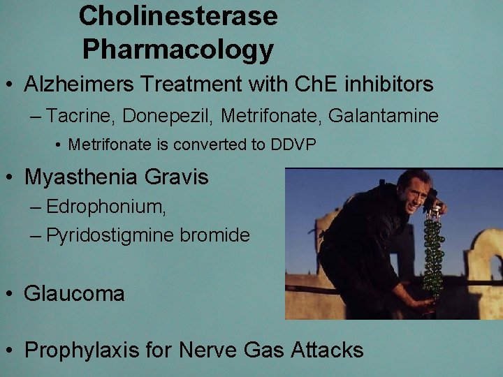 Cholinesterase Pharmacology • Alzheimers Treatment with Ch. E inhibitors – Tacrine, Donepezil, Metrifonate, Galantamine